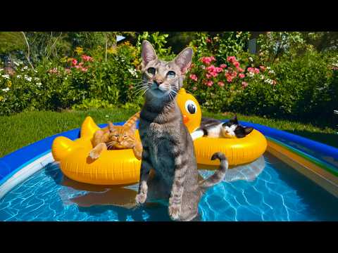 12 Hours Relaxing Music for Cats 😽 Gentle Piano & Nature Sounds 🌿 Reduce Stress & Sleep Calmly