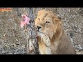 Кому же достанется шашлык на дереве? 😁 Львы. Тайган. Lions life in Taigan.