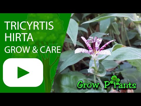 Tricyrtis hirta - grow & care (Japanese toad lily)