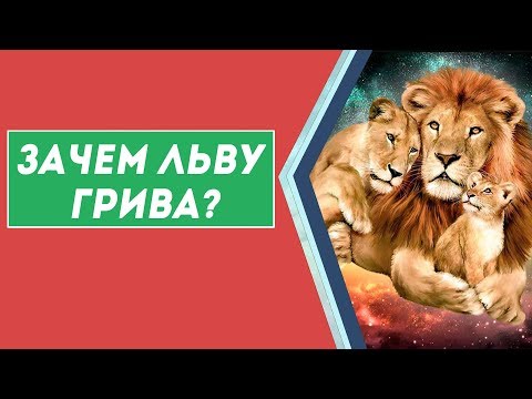 ПОЧЕМУ У ЛЬВА ЕСТЬ ГРИВА, А У ЛЬВИЦЫ – НЕТ? ПОЧЕМУ У ЛЬВА ЕСТЬ ГРИВА, А У ЛЬВИЦЫ – НЕТ?