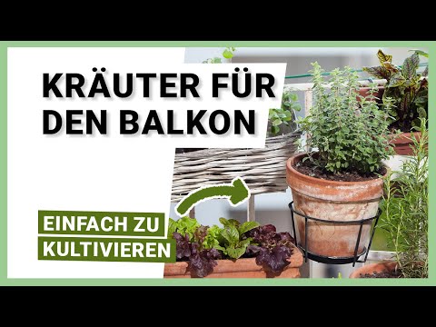 Video: Gute Kräuter für Mixgetränke Erfahren Sie mehr über den Anbau eines Kräutercocktailgartens