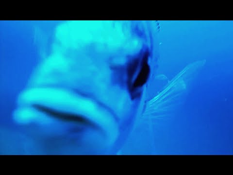 Pesca a traina. Attacco alla telecamera.