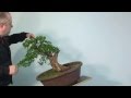 Bonsai Gestaltung Eibe (Taxus) by Merlin