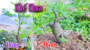 Uốn Cây Khế Chua sau 12 tháng