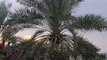 سورة يس. القارئ سيف الفرقاني