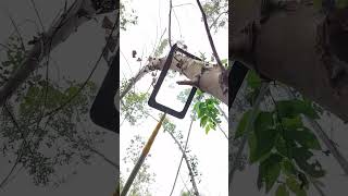 Tree lasso tool professional branch correction made easy
