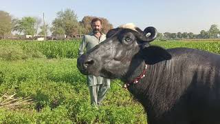 pure nili buffalo for sale 20-4-2024 in Punjab Pakistan on YouTube