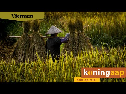 Video: Essentiële informatie voor reizigers voor Hue in Centraal Vietnam