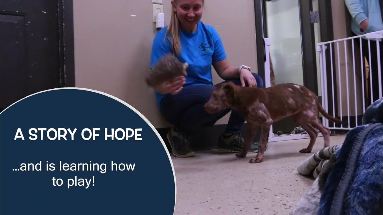 Foothills Humane Society 10 01 23 YouTube