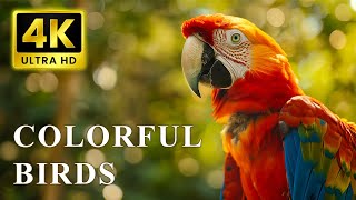 Macaw and Sun Conure | Most Colorful Birds In 4K UHD | Birds Sound