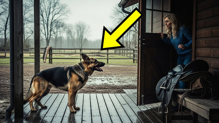 Frau füttert Polizeihund Schäferhund – Am nächsten Tag bringt er eine rührende Überraschung mit