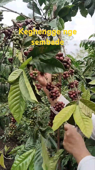 707070 Keghengge nge sembade #puterisrikandi #aliimrongt