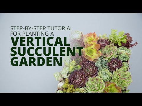 Video: Apakah Succulents Hardy - Ketahui Tentang Tumbuhan Succulent Tahan Sejuk