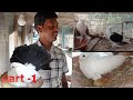 No7602017716fancy pigeon breeding farmfancy pigeon care treatment uttam da farm visit