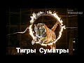 ЦИРК ТИГРЫ СУМАТРЫ. ЗАМЕЧАТЕЛЬНОЕ ПРЕДСТАВЛЕНИЕ!