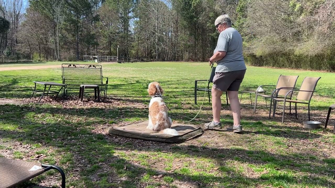 Kirby - leash work + place intro
