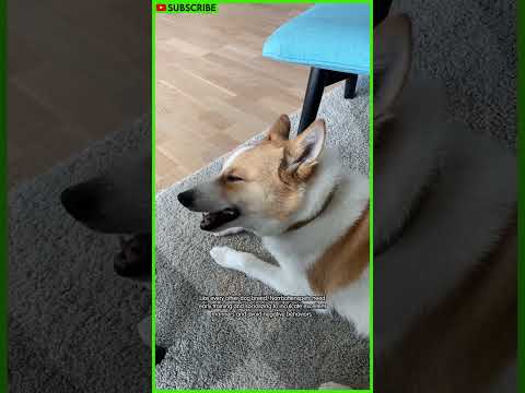 The NorrbottenSpets Dog - Everything You Need to Know #shorts