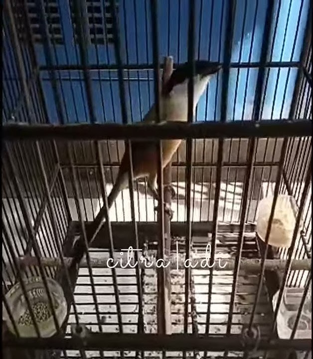 Pentet isian Cililin Tengkek cigun kapas tembak