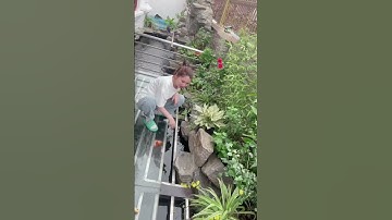 Nuôi cá Koi rất khó