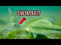 Which Bluegill Swimbaits Catch More Bass? Amazing Underwater Fishing Footage!!