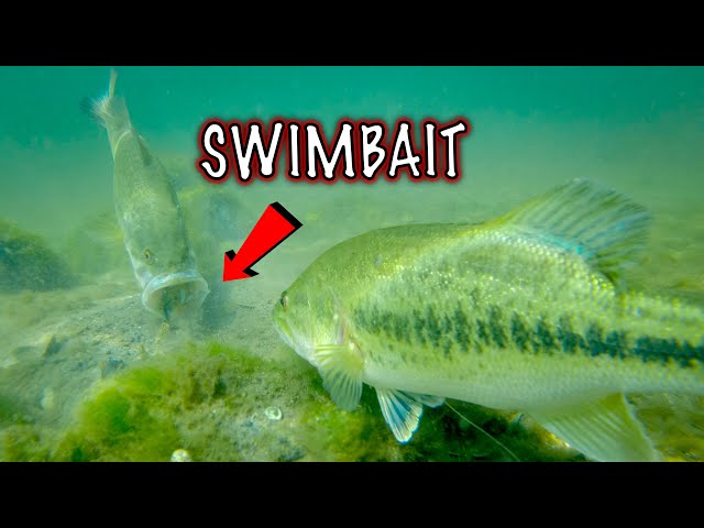 Which Bluegill Swimbaits Catch More Bass? Amazing Underwater Fishing  Footage!! 
