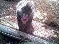 DOMINICANO: ZOO MIAMI MANDRIL MONKEY