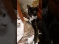 Lagi silang mgkasama#cat #cutecat