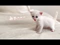 何度離れても鳴きながら追いかけてくる子猫の様子…