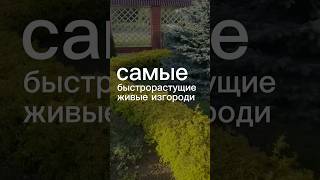 Полезная подборка 🔥 #ландшафт #дача #ландшафтныйдизайн #сад