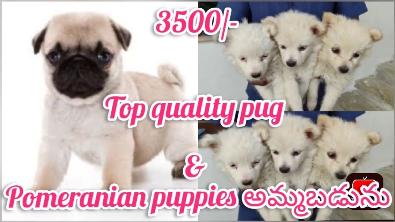 Pug & Pomeranian puppies for sale9515386628warangaldog market in