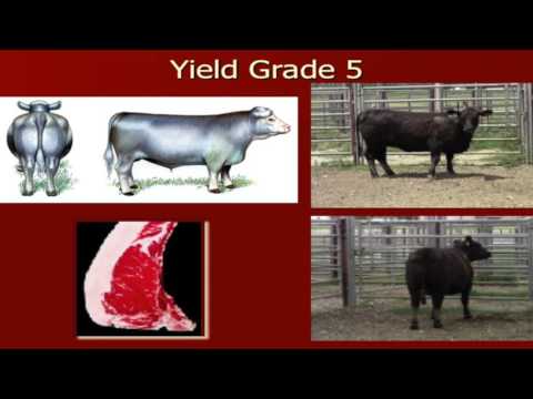 Lecture 18 part 6- Yield Grades of Beef Cattle
