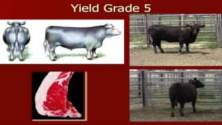 Famous Lecture 18 part 6- Yield Grades of Beef Cattle Profile