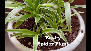 Spider Plant