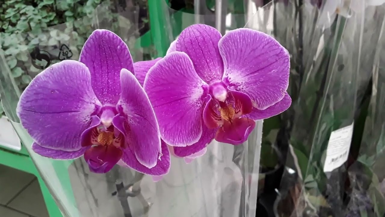 ОРХИДЕИ Ашан пр.Культуры Санкт- Петербург 26 августа 2022 - YouTube