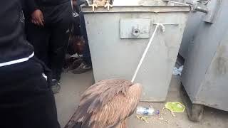 Spinning Market on Friday, beautiful animals and birds