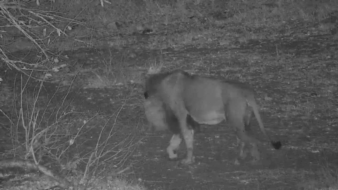camera iphone 8 plus apk Djuma: Lion-Avoca male Dark Mane-Pt:2 - 21:07 - 08/07/19