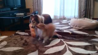 Sheltie Puppy Play