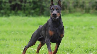 The Power of DOBERMAN, He was created for this