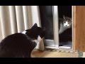 【窓越しに攻撃を放つ子猫ちゃん】 【ちょっとびびった白黒ちゃん】