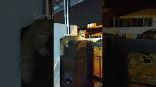 - Demok ku 😺