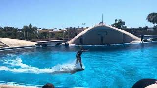 Tenerife Dolphins, Aqua-land dolphin show.