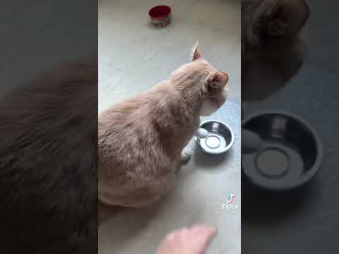 Video: ¿El gato no puede usar sus patas traseras? Es una emergencia medica