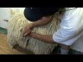 Guide To Purchasing Angora Goats For Mohair Production | #4 Farm Mohair For Profit