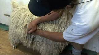 Guide To Purchasing Angora Goats For Mohair Production | #4 Farm Mohair For Profit