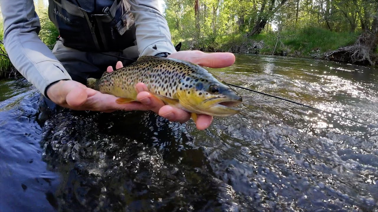 Middle Fork Feather River Fly Fishing May Afternoon Dry Dropper YouTube