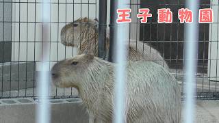 カピバラ 様 王子動物園】 カピバラ（260219） - YouTube