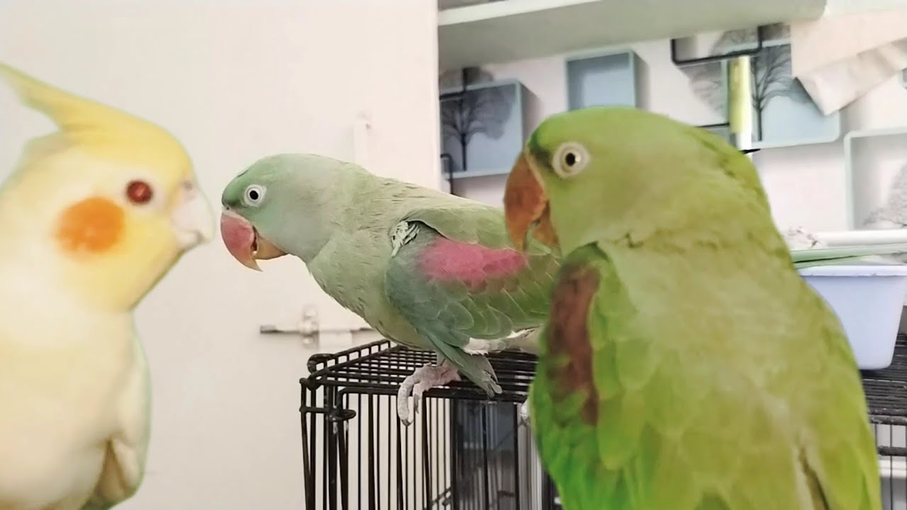 how-to-keep-your-birds-warm-during-winter-birbworld-youtube