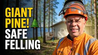 How We Dropped This Massive Tree Without Touching the House