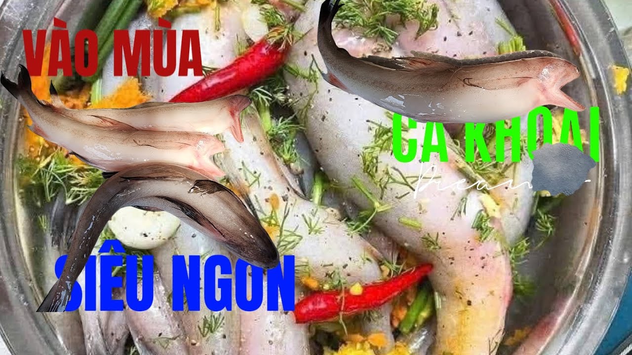 MÙA CÁ KHOAI(CÁ CHÁO) BIỂN BÌNH MINH