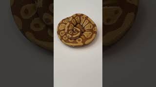 Amazing looking caramel color ball python #pet #snake #reptile #animal #python #ballpython #wildlife